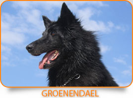 Groenendael