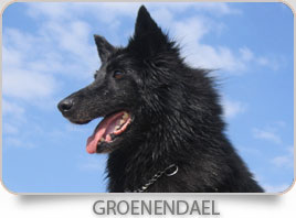 Groenendael