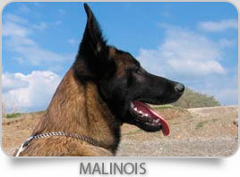 Malinois