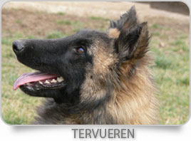 Tervueren