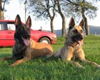 Dari & Nera