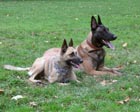 Nera & Dari