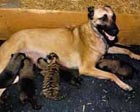 Rea Cobra with puppies & baby tiger