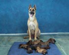 Tajga & Y Litter