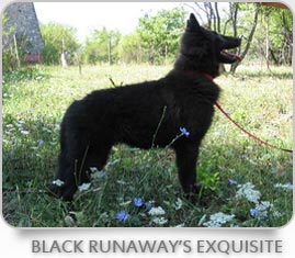 Black Runaway's Exquisite