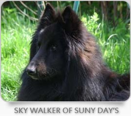 Sky Walker Suny Day's