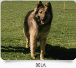 Bela